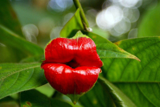La-Psychotria-Elata-la-fleur-en-forme-de-lèvres