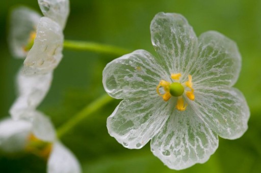 fleur-transparente-pluie-eau-blanche-01