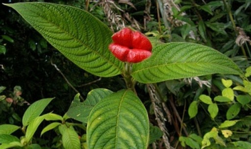 wikilinks - Psychotria-plante-levre-bouche-pulpeuse-forme-7